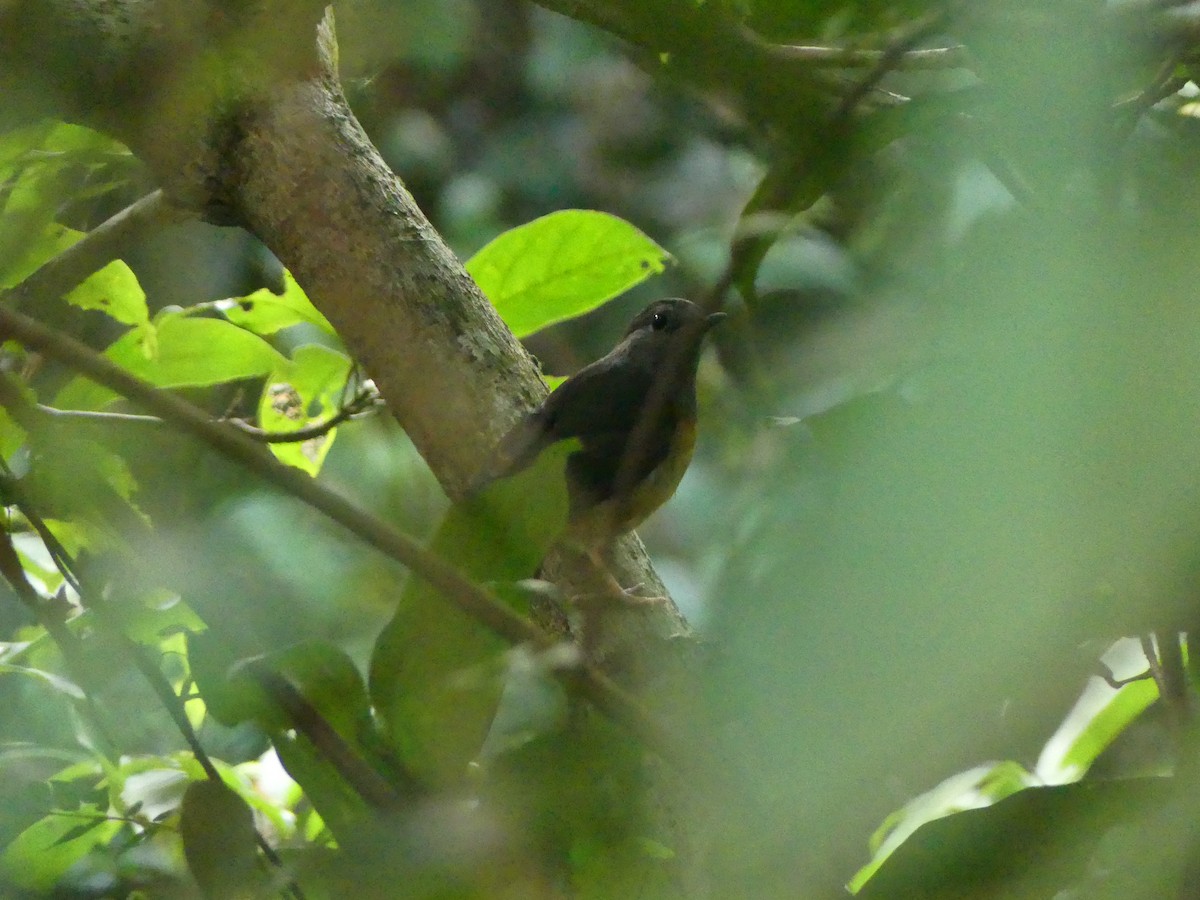 白腰鵲鴝 - ML647171146