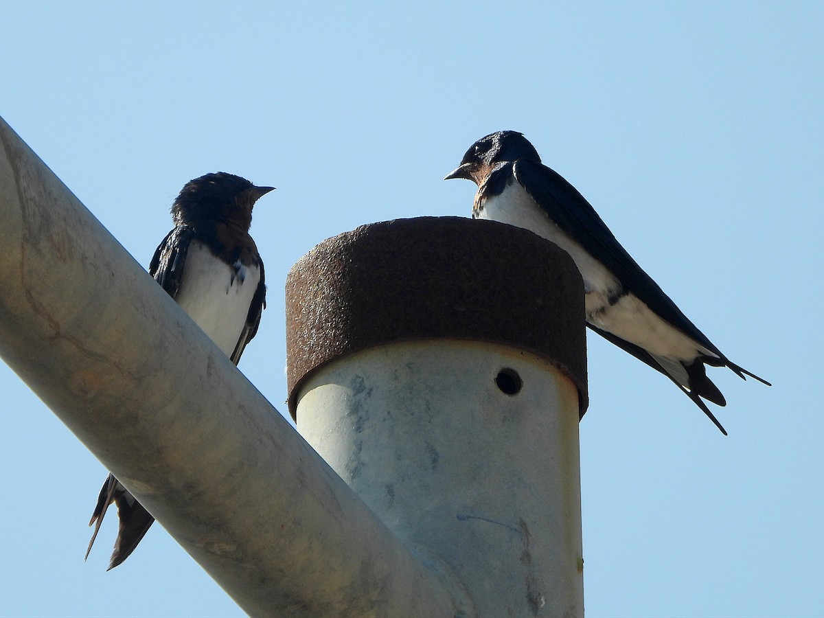 Red-chested Swallow - ML647171148