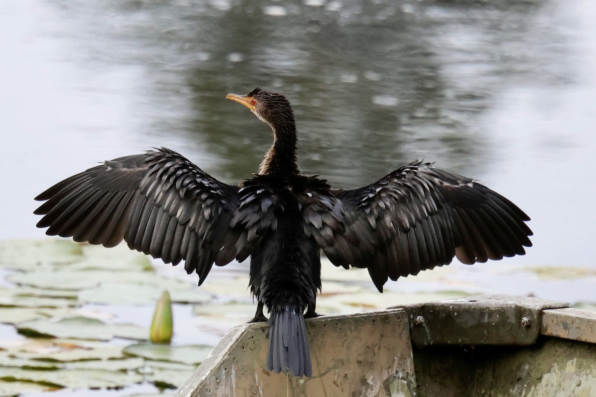 Uzun Kuyruklu Karabatak - ML647171154