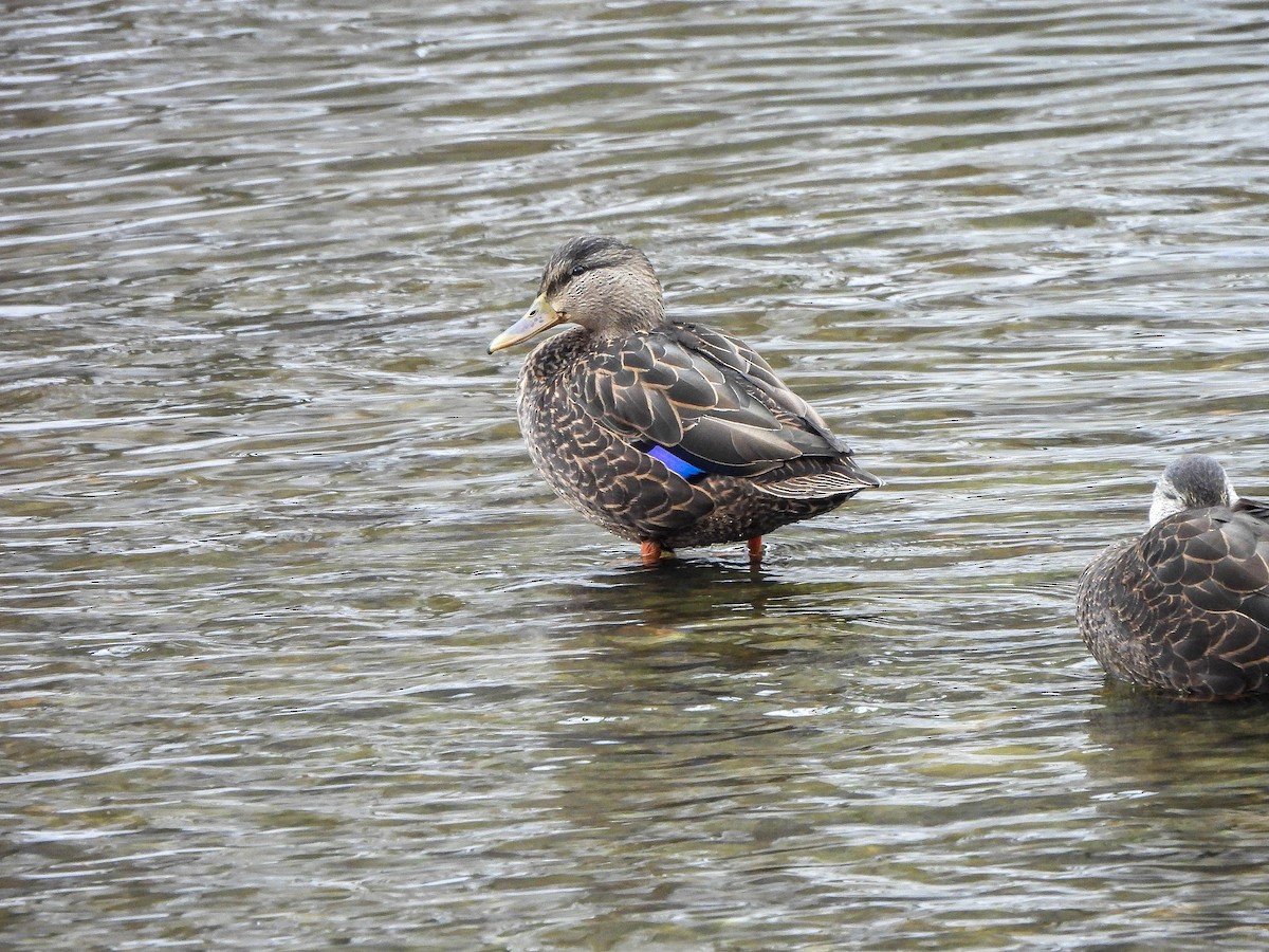 American Black Duck - ML647171155