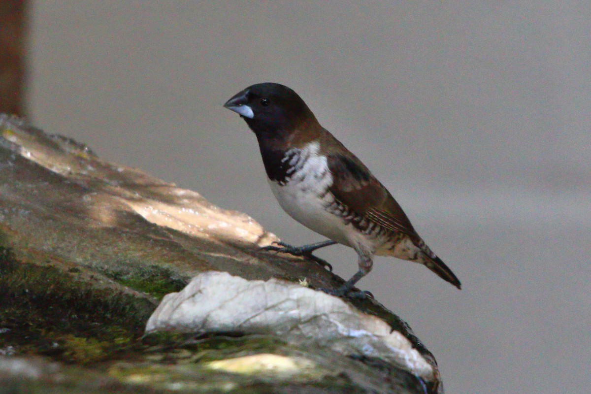 Bronze Mannikin - ML647171156