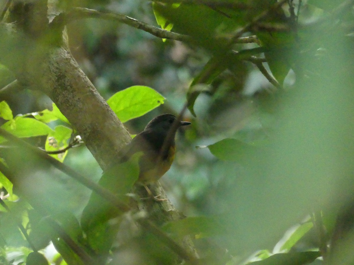 白腰鵲鴝 - ML647171157