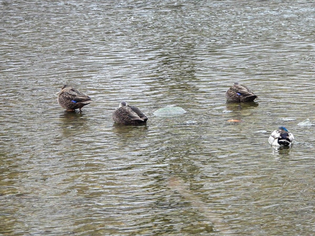 American Black Duck - ML647171160