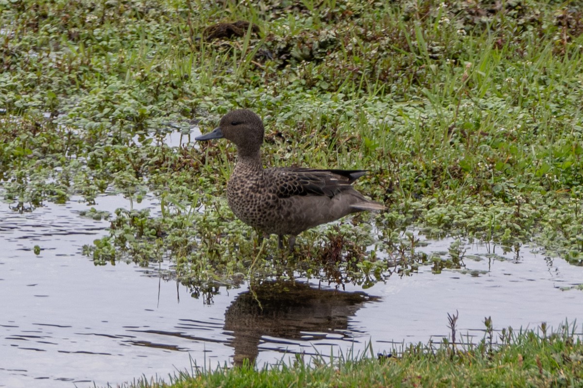 Andean Teal - ML647171162