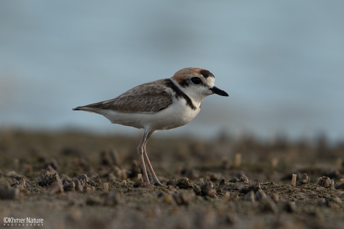 Malaienregenpfeifer - ML647171168