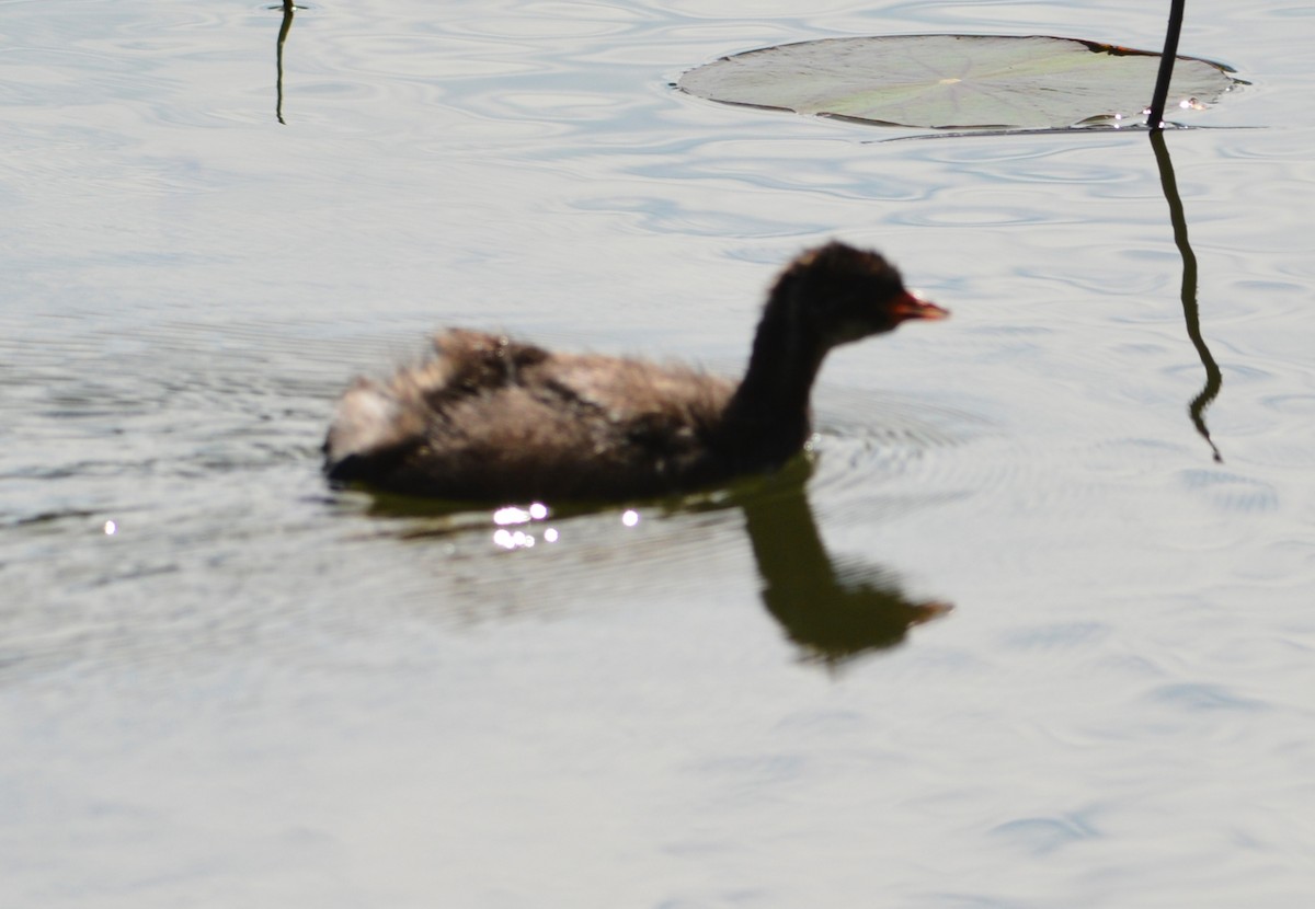 Little Grebe - ML647171169