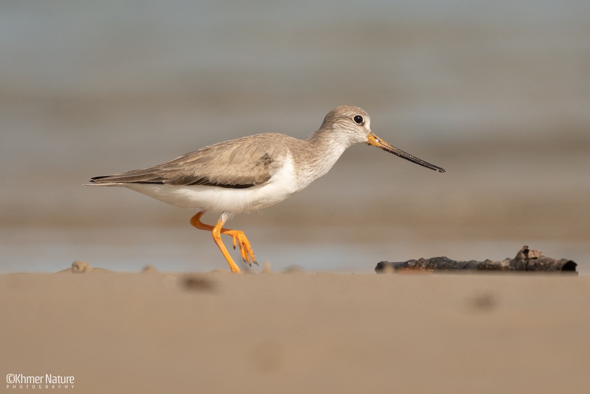 Terekwasserläufer - ML647171173