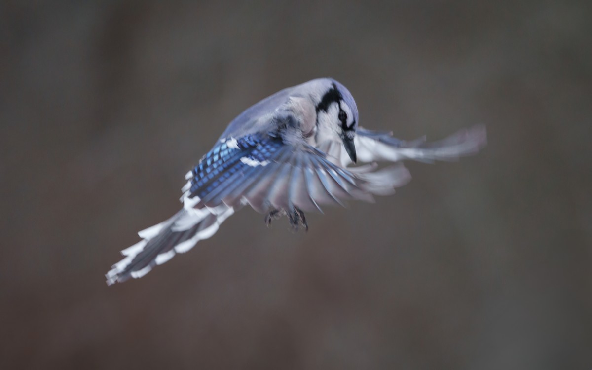 Blue Jay - ML647171180