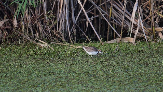 Pheasant-tailed Jacana - ML647171181