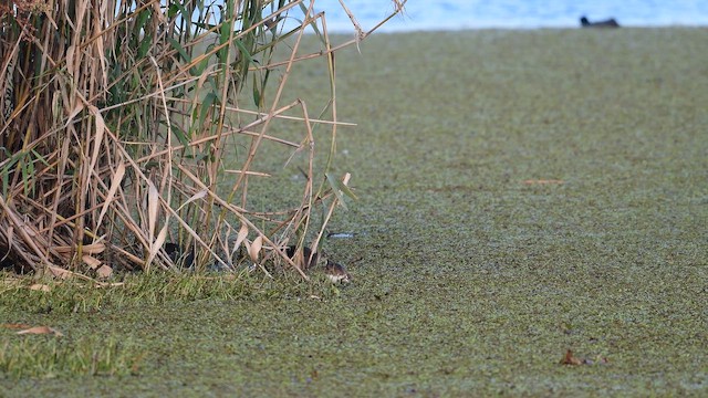 Pheasant-tailed Jacana - ML647171182