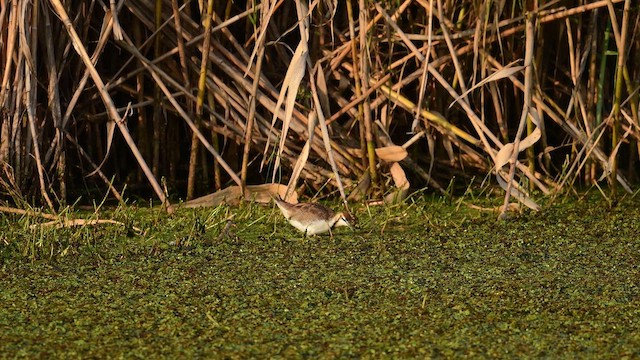 Pheasant-tailed Jacana - ML647171183