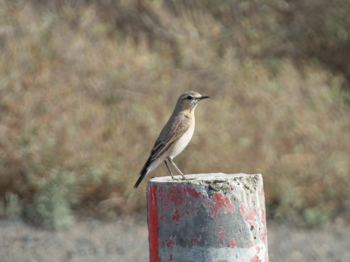 Isabelline Wheatear - ML647171189