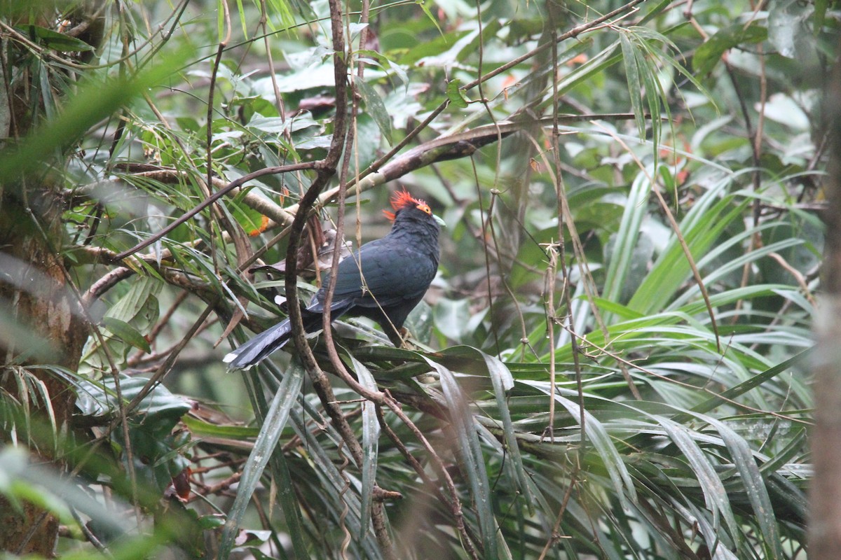 Red-crested Malkoha - ML647171193