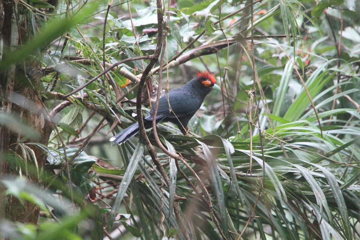 Red-crested Malkoha - ML647171194