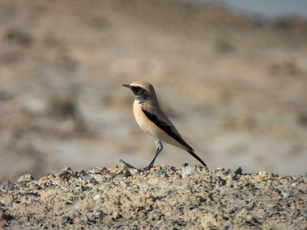 Desert Wheatear - ML647171196