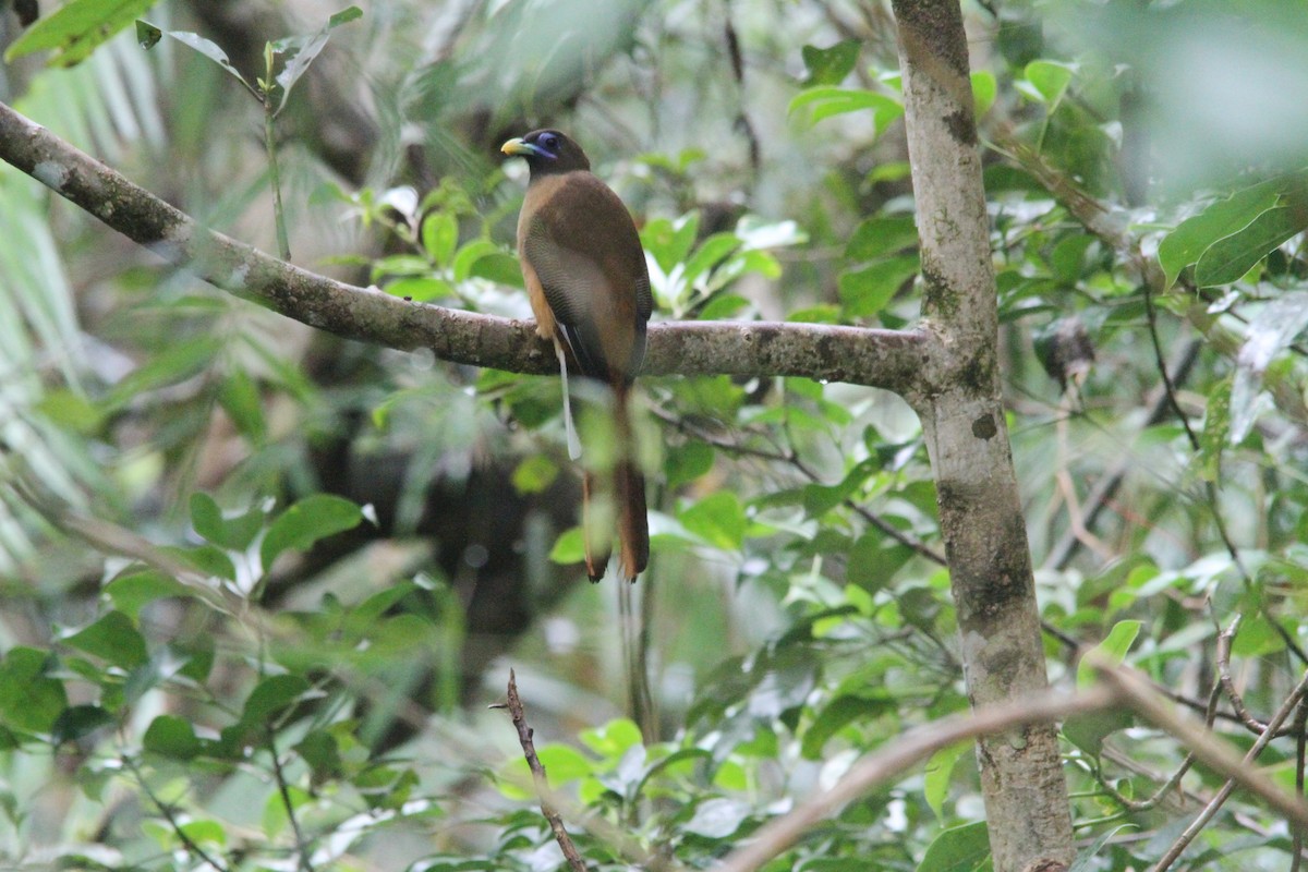 Philippine Trogon - ML647171201