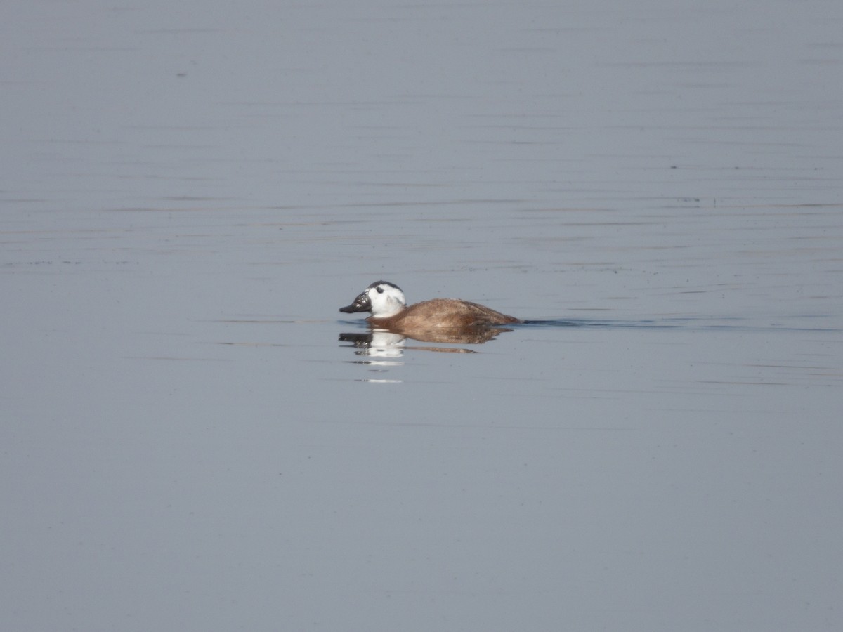 White-headed Duck - ML647171202