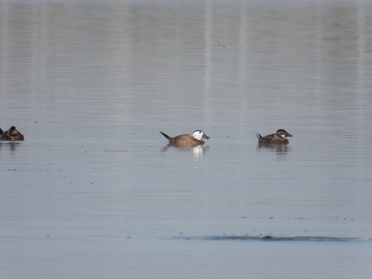 White-headed Duck - ML647171203