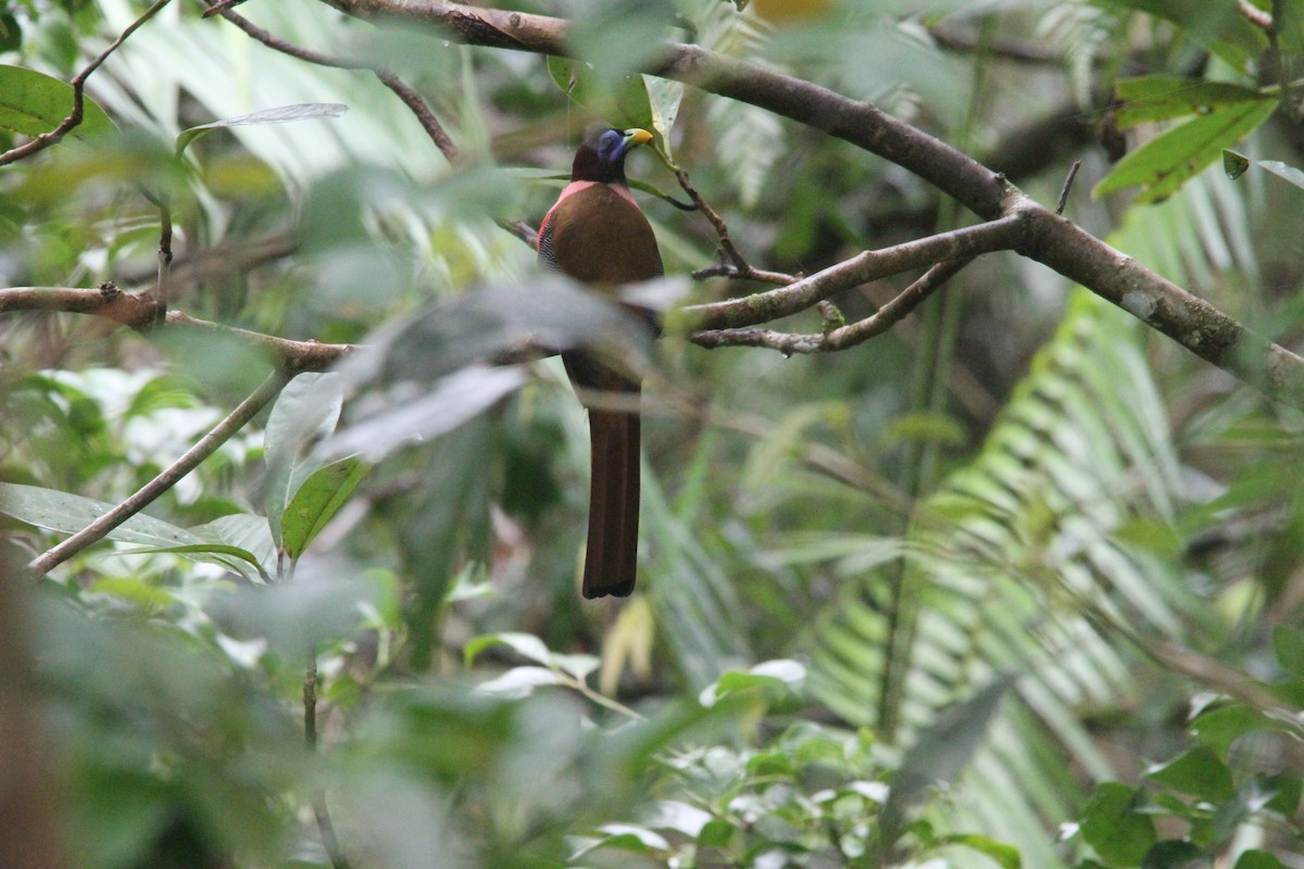 Philippine Trogon - ML647171208