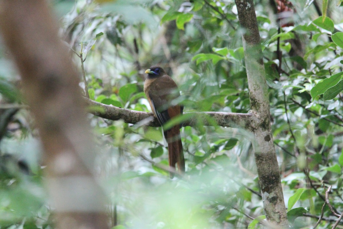 Philippine Trogon - ML647171209