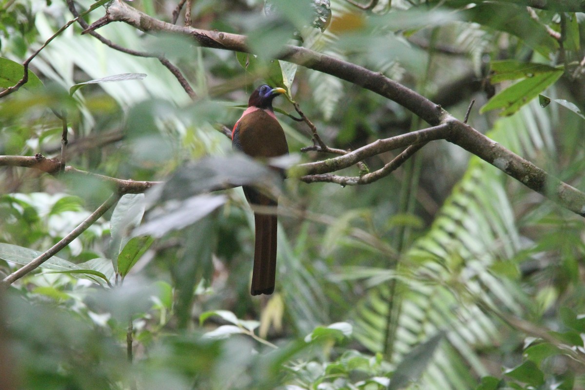 Philippine Trogon - ML647171210
