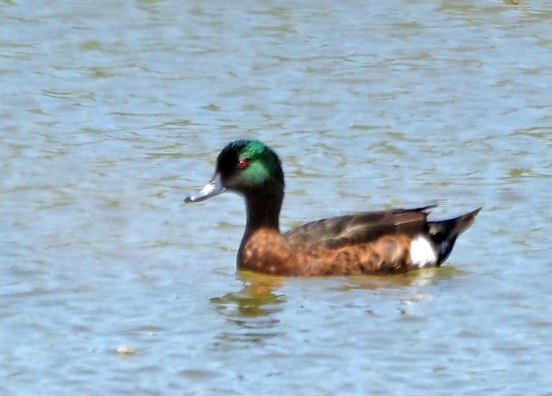 Chestnut Teal - ML647171220