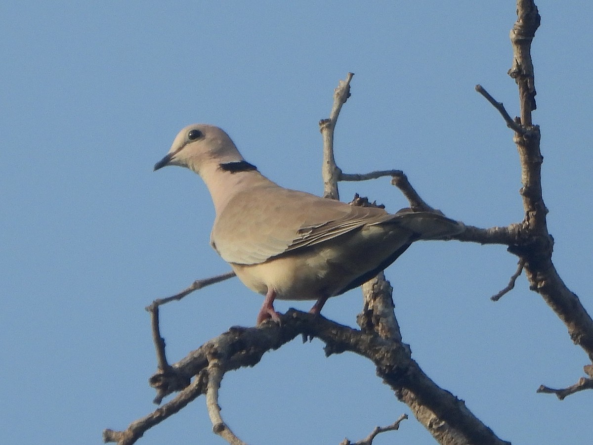 Vinaceous Dove - ML647171233