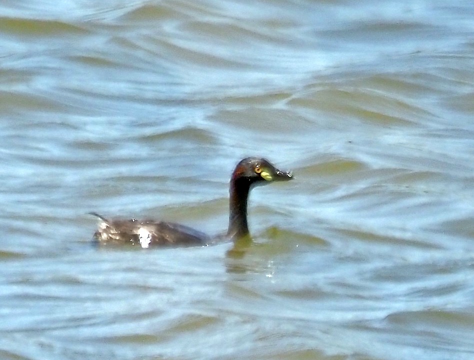 Australasian Grebe - ML647171239