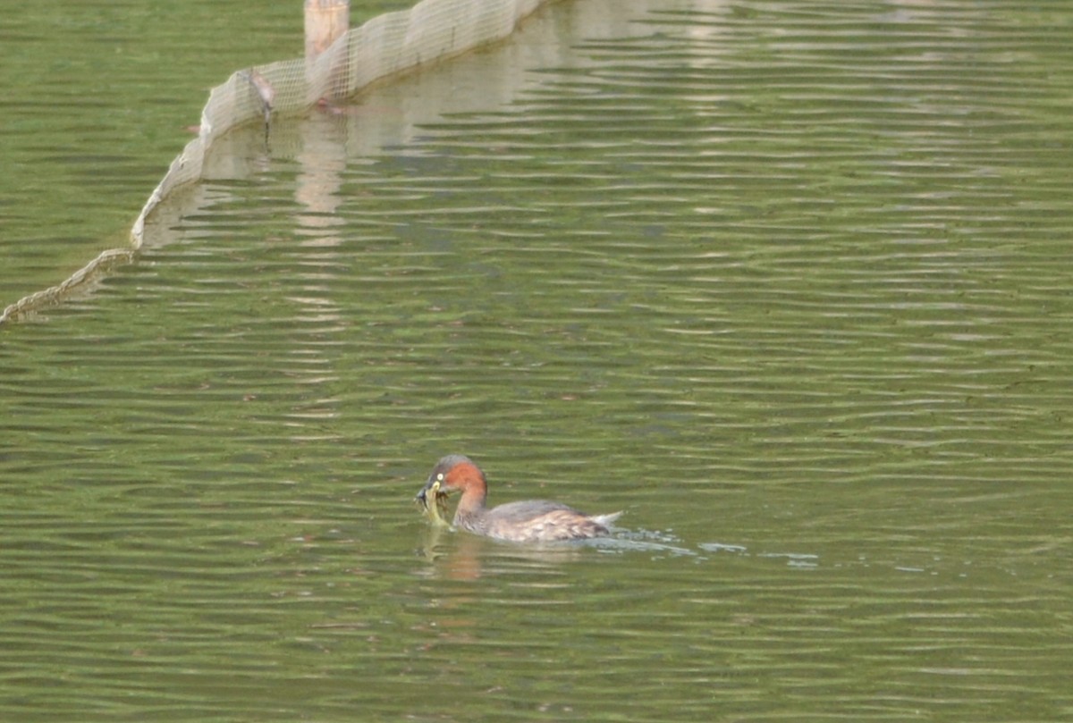 Little Grebe - ML647171244