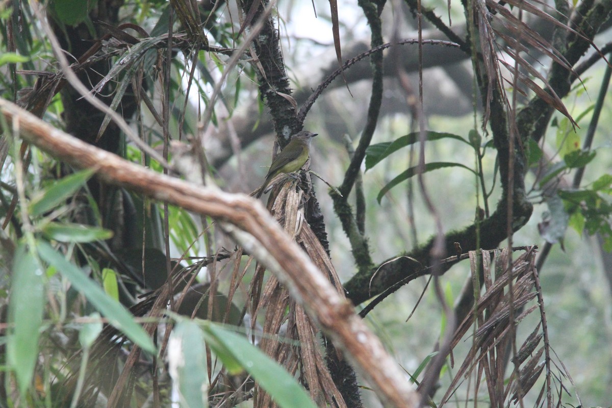 Yellow-bellied Whistler - ML647171245