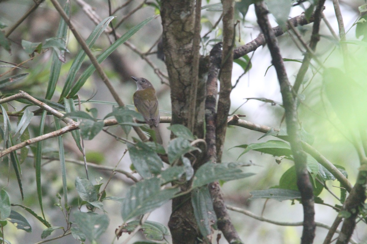 Yellow-bellied Whistler - ML647171246