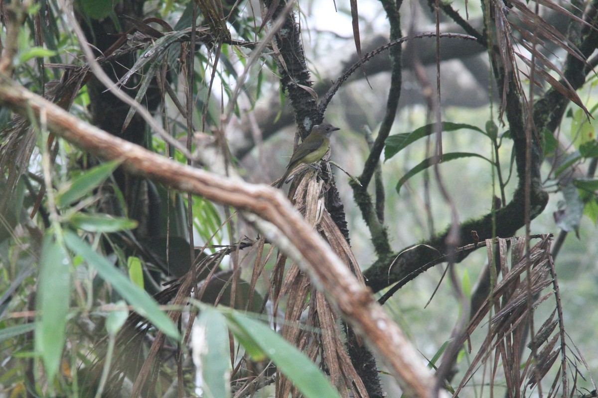 Yellow-bellied Whistler - ML647171248