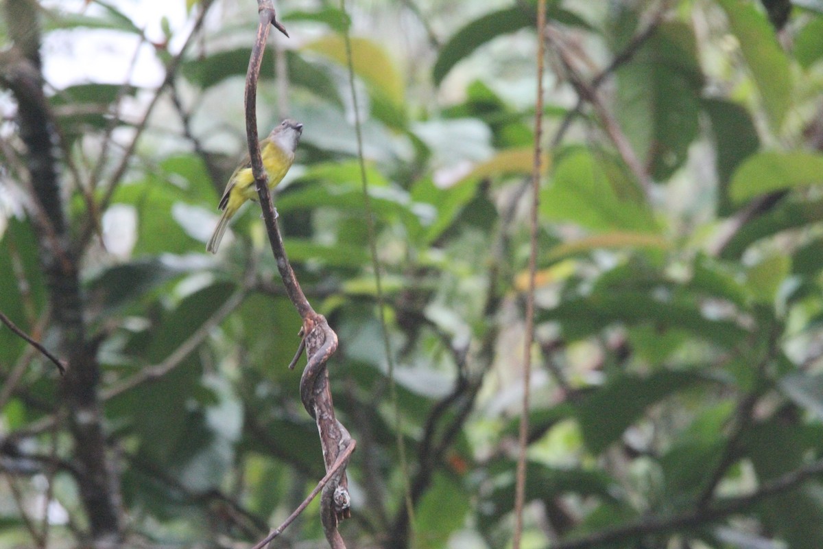 Yellow-bellied Whistler - ML647171250