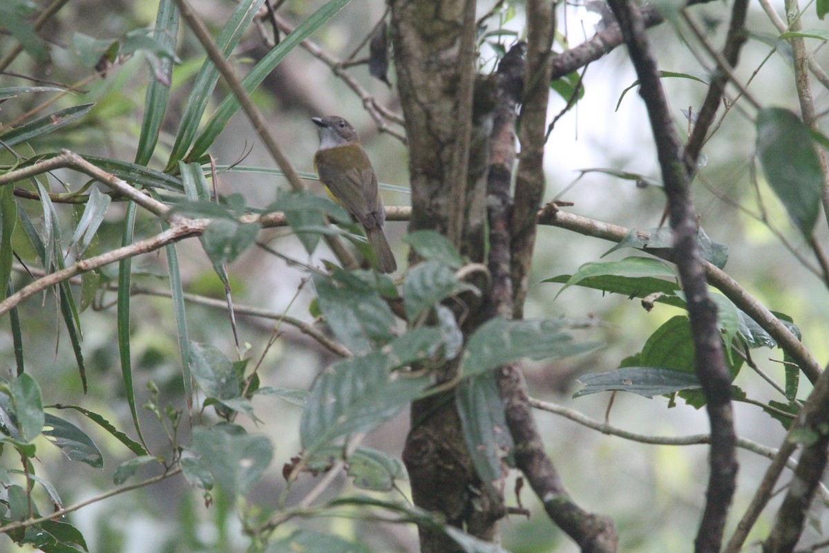 Yellow-bellied Whistler - ML647171251