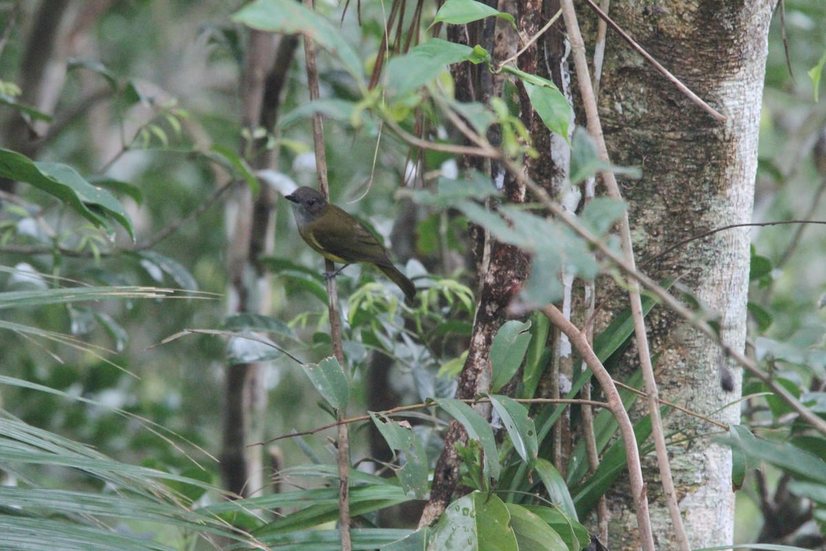 Yellow-bellied Whistler - ML647171252