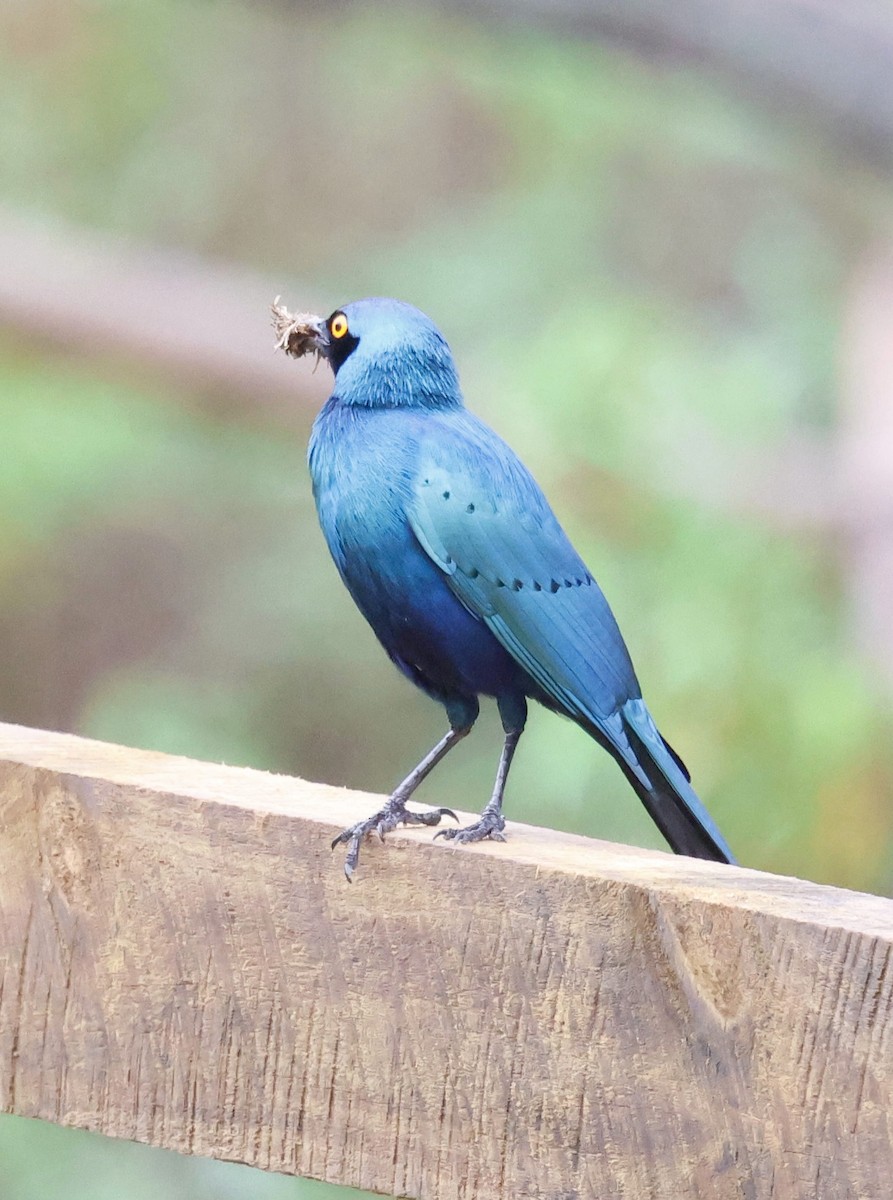 Greater Blue-eared Starling - ML647171254