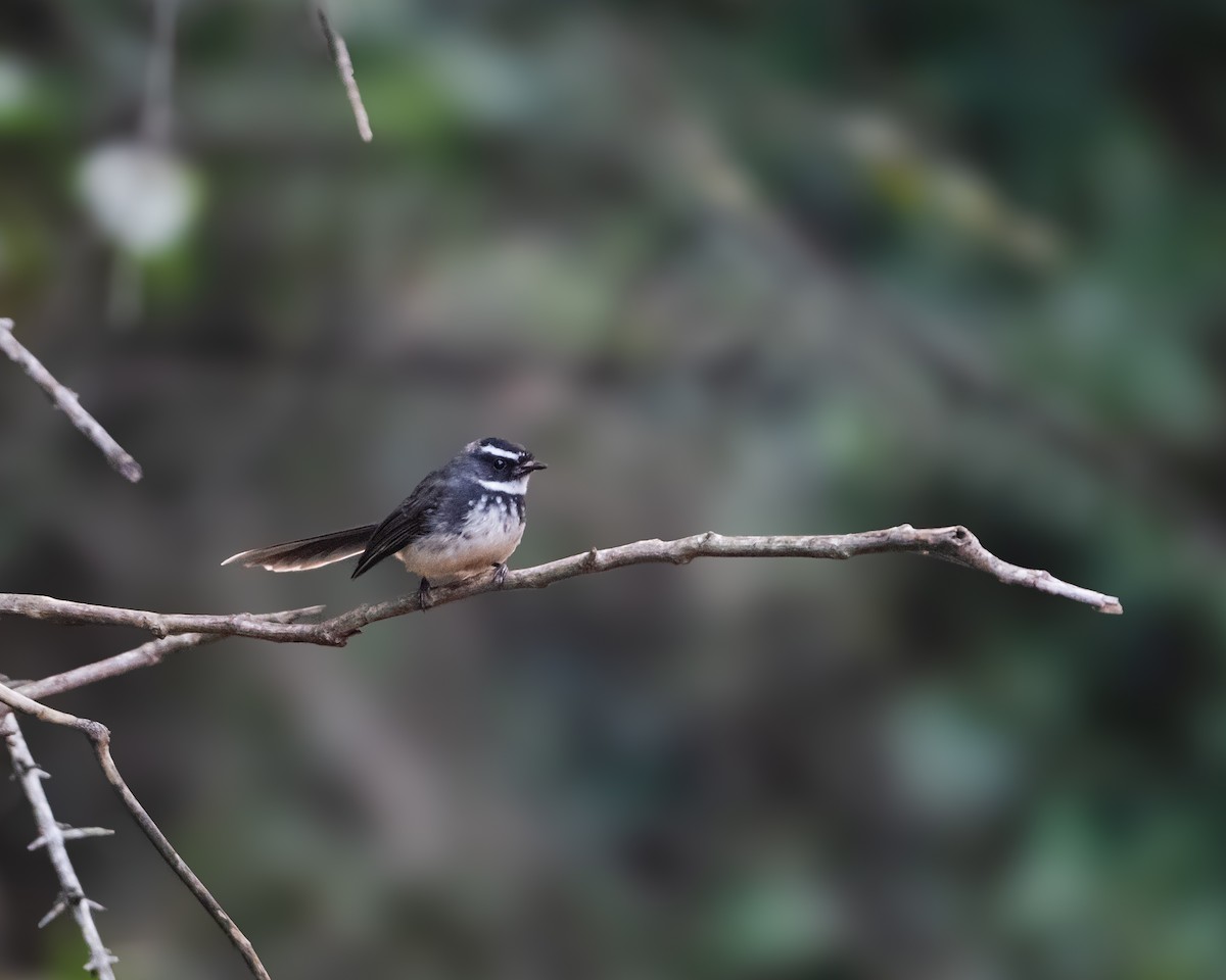 Spot-breasted Fantail - ML647171257
