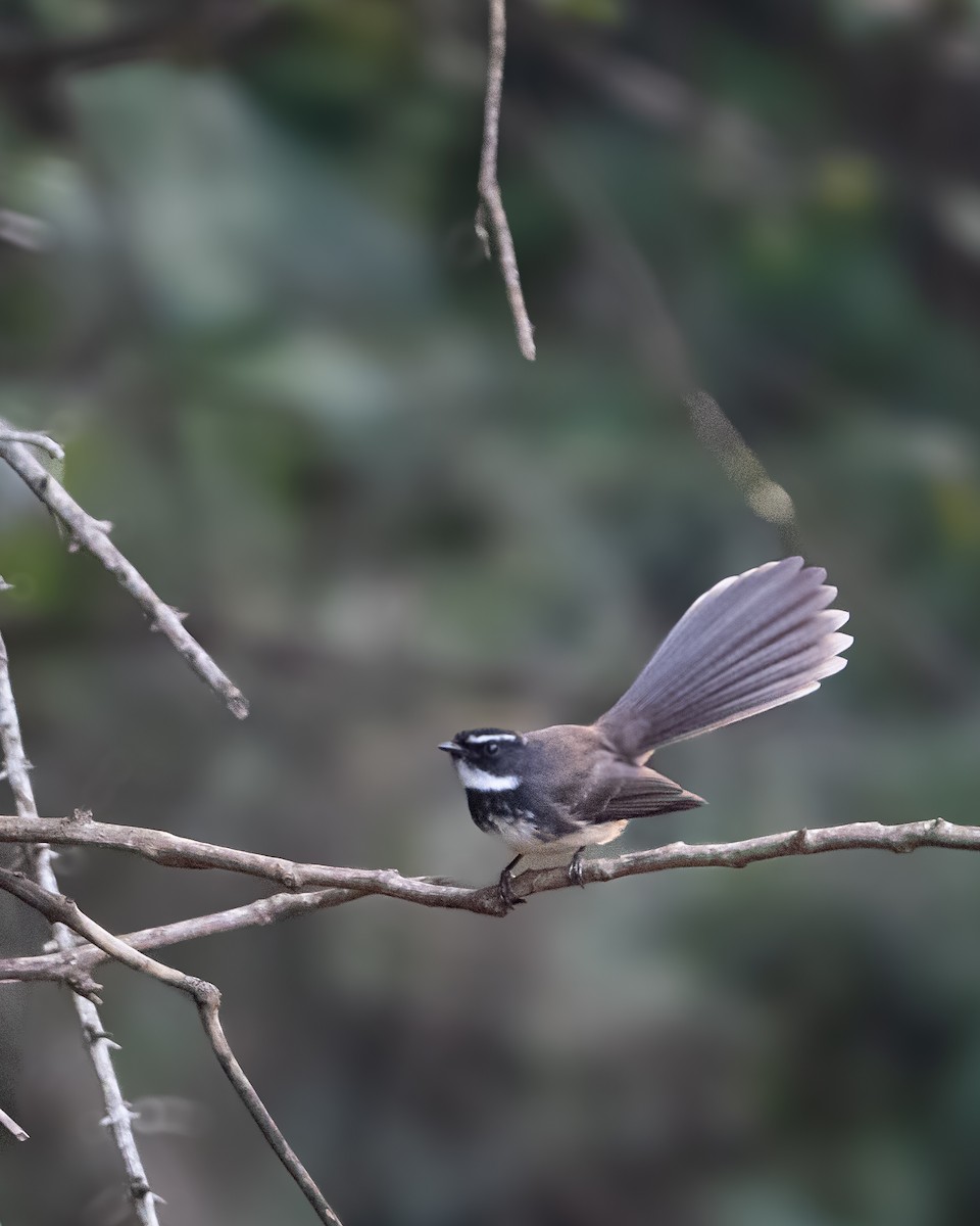 Spot-breasted Fantail - ML647171259