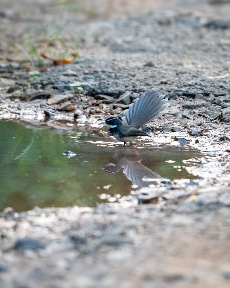 Spot-breasted Fantail - ML647171260