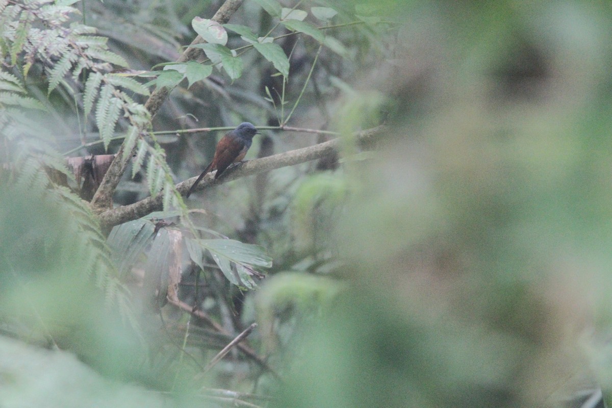 Blue-headed Fantail - ML647171264