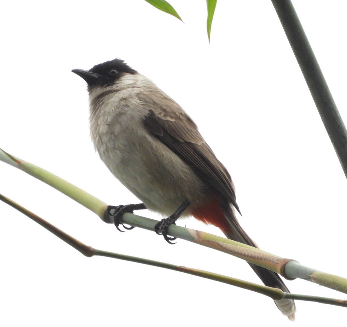 Bulbul Ventridorado - ML647171265