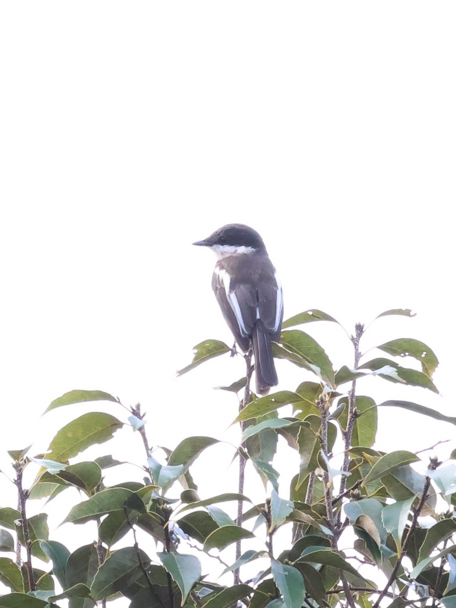Bar-winged Flycatcher-shrike - ML647171271