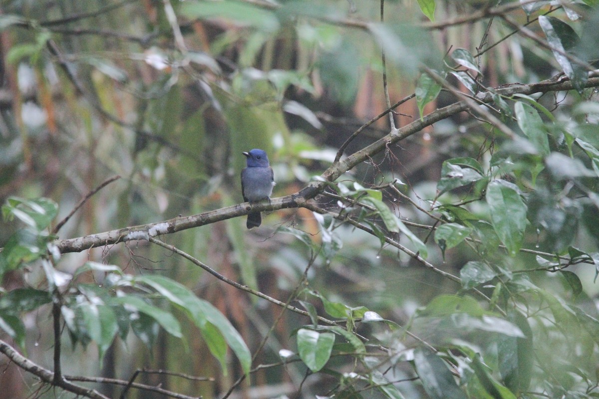 Black-naped Monarch - ML647171277