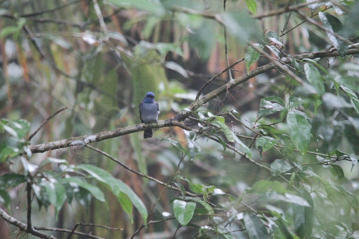Black-naped Monarch - ML647171278