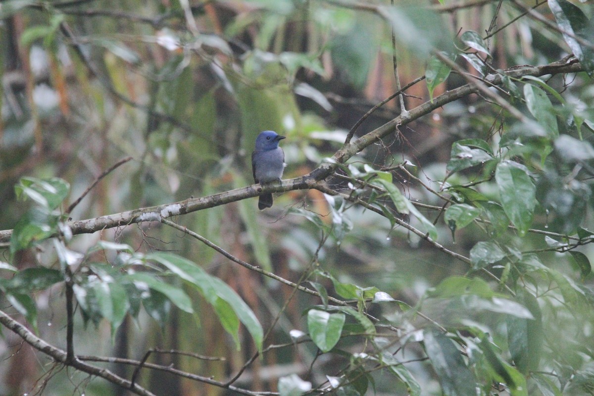 Black-naped Monarch - ML647171279