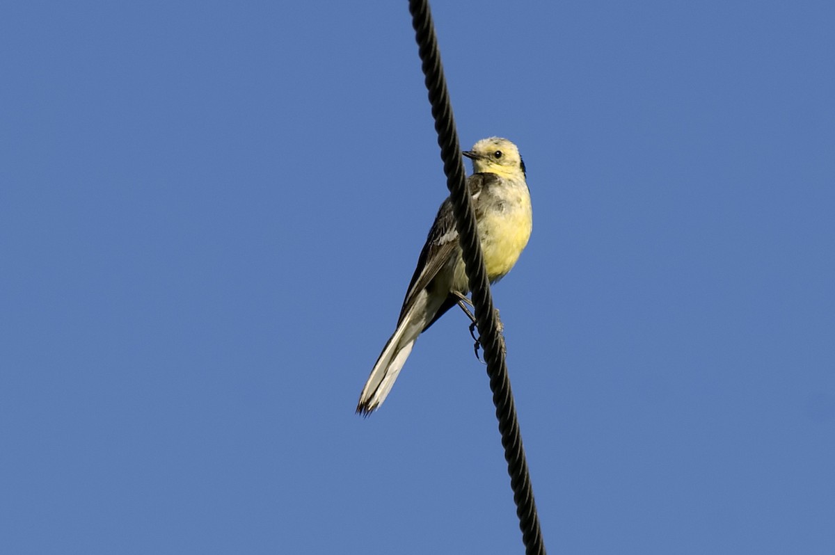 Citrine Wagtail - ML647171283