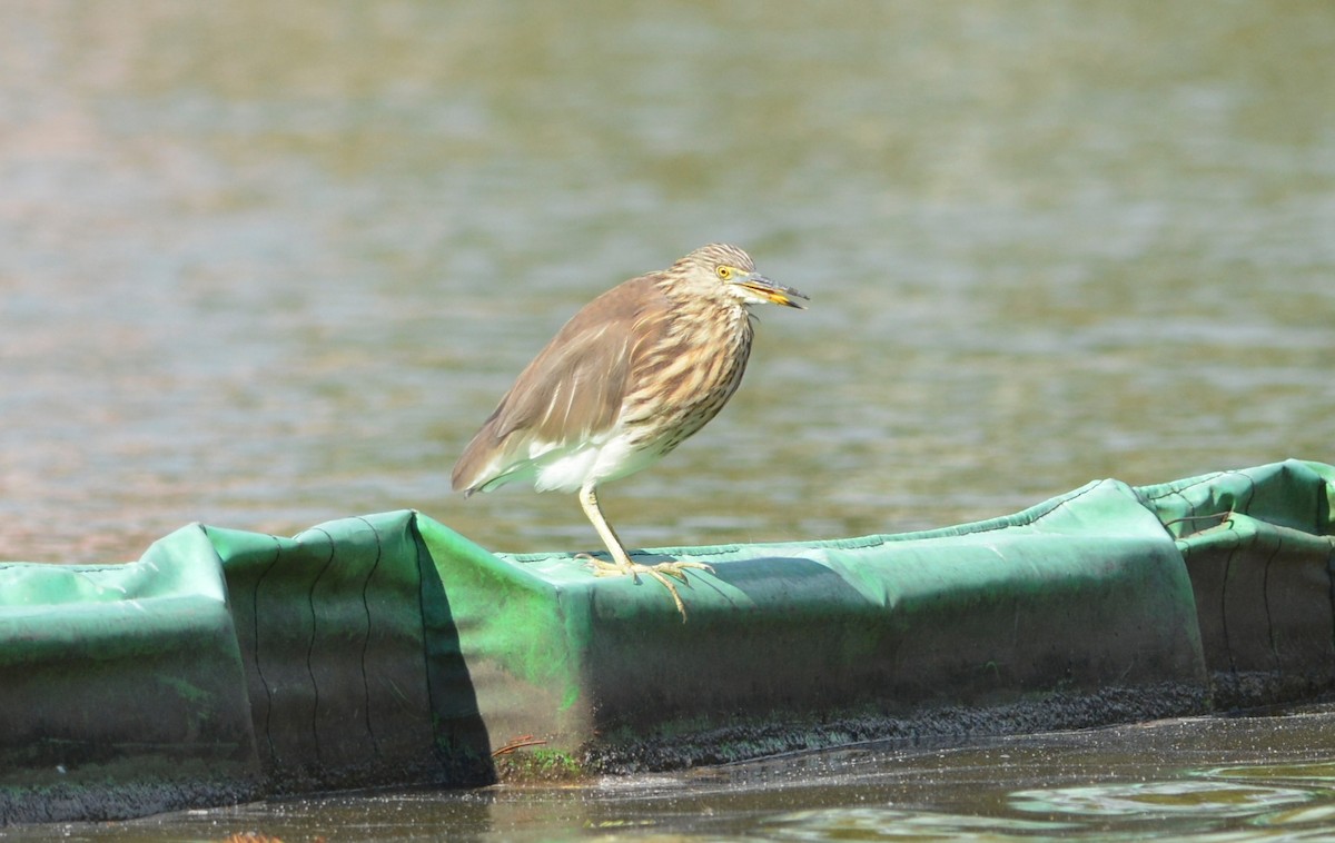 Chinese Pond-Heron - ML647171295