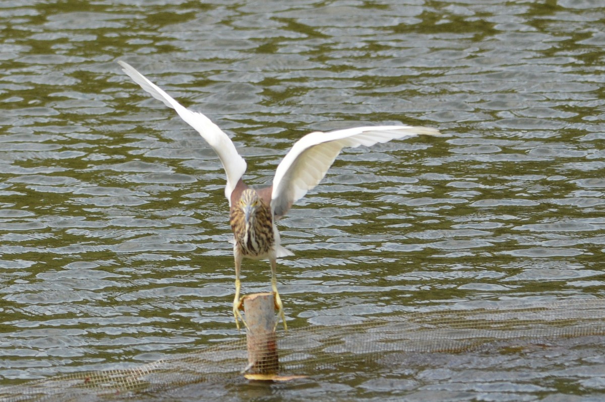 Чапля китайська - ML647171296