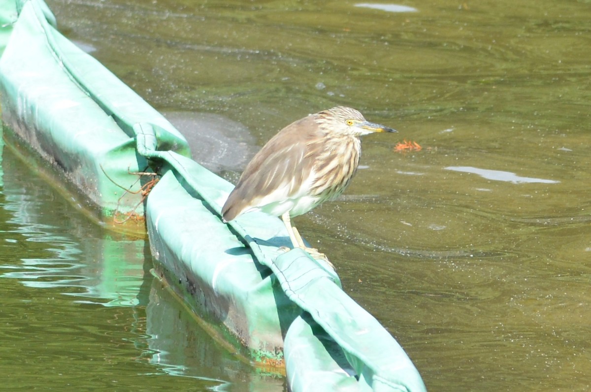 Чапля китайська - ML647171297