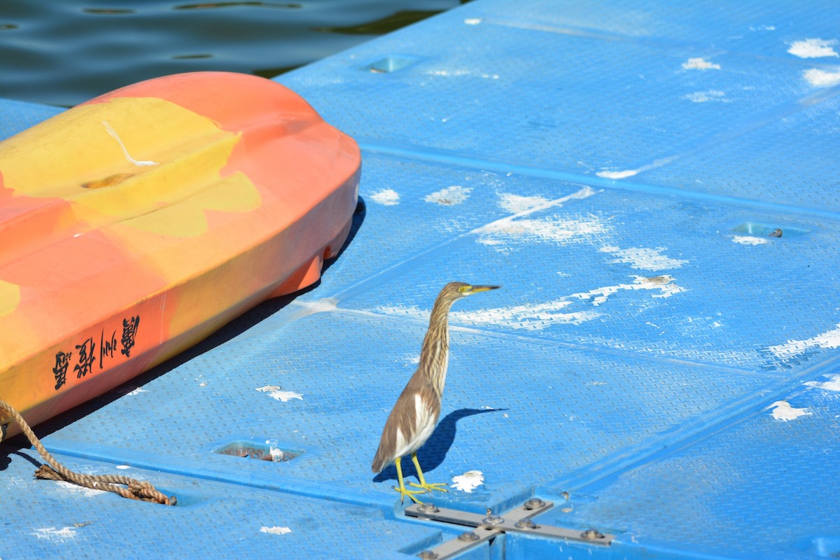 Чапля китайська - ML647171298